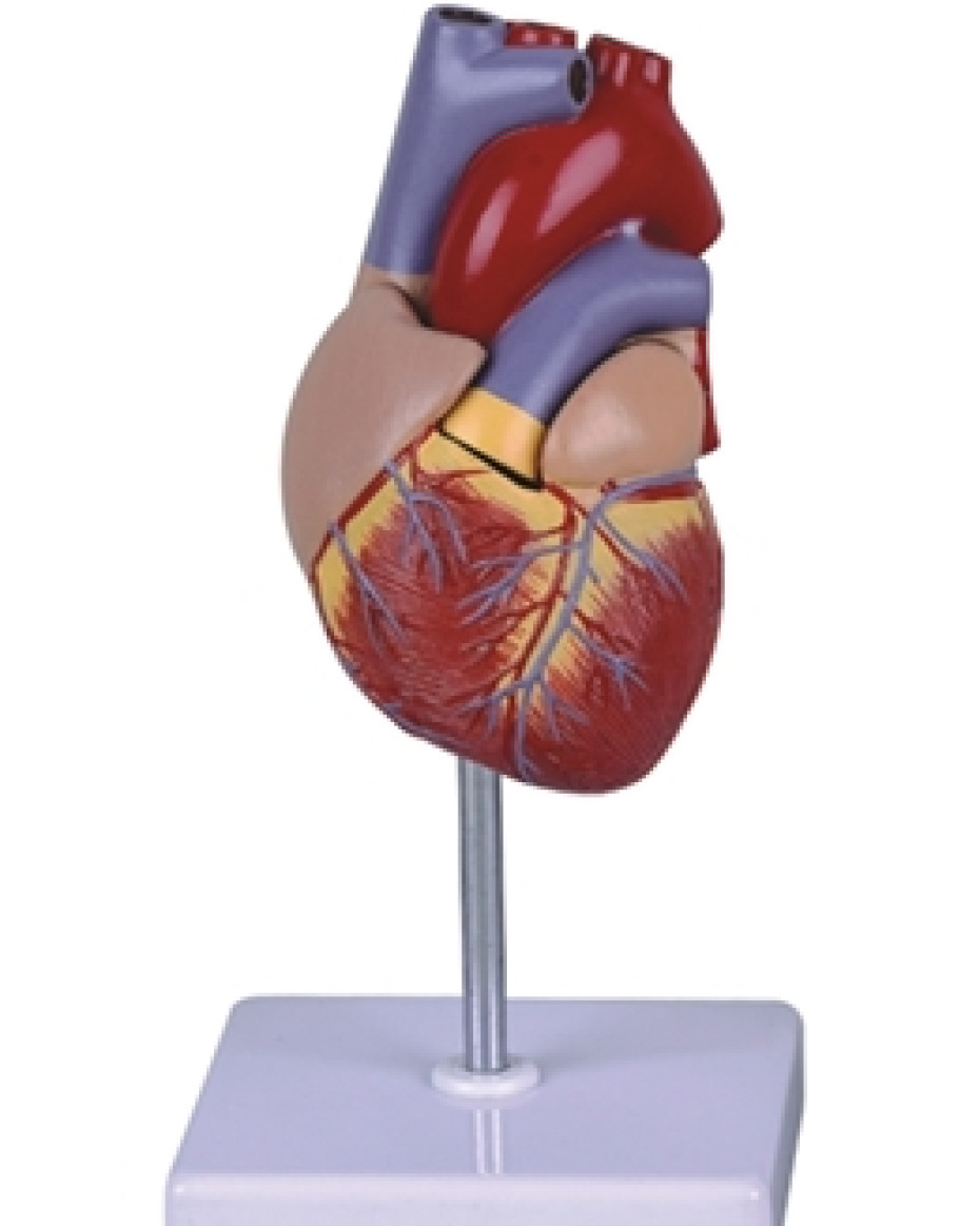 Heart Model