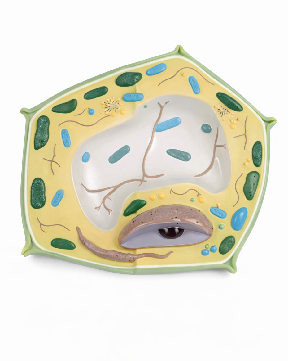 Plant cell model