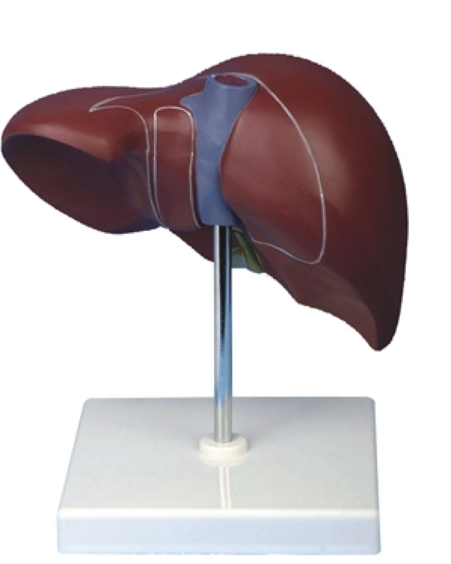 Liver Model